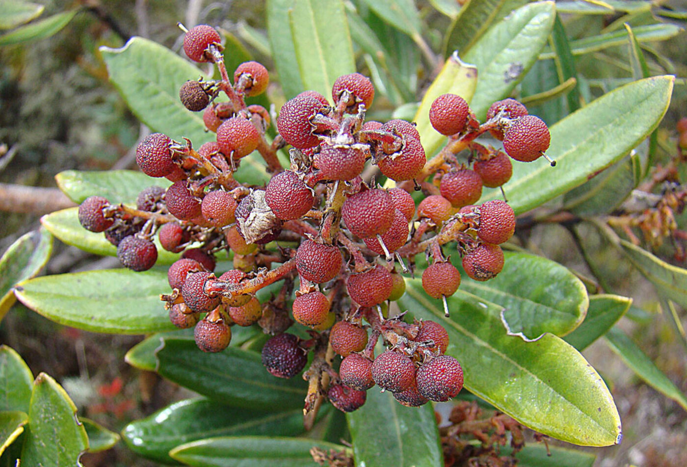 Comarostaphylis arbutoides red berries in clusters