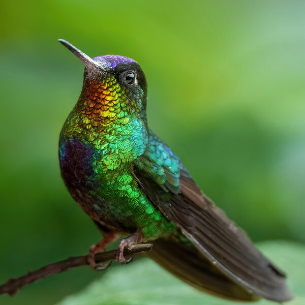 Fiery-throated hummingbird