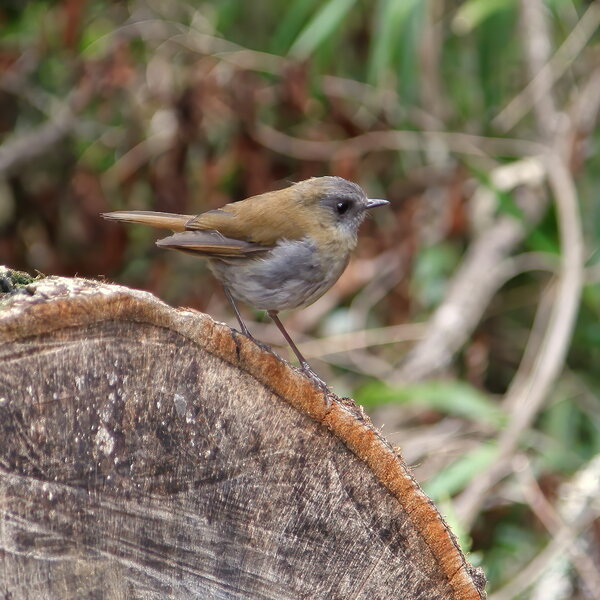 Black-billed nightingale-thrush