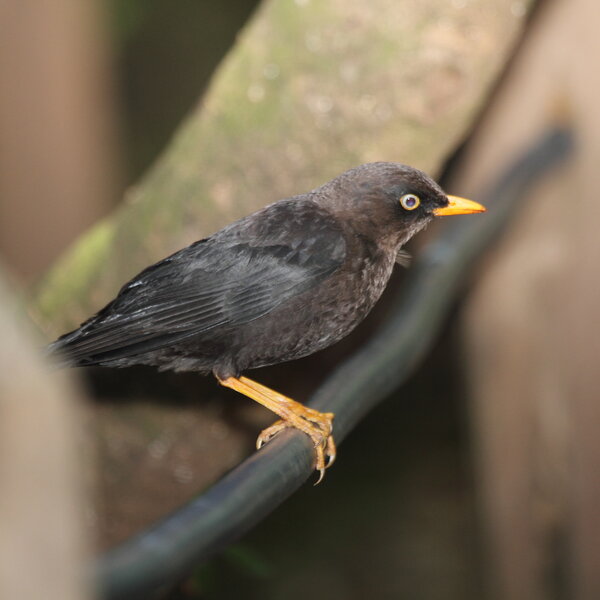 Sooty thrush