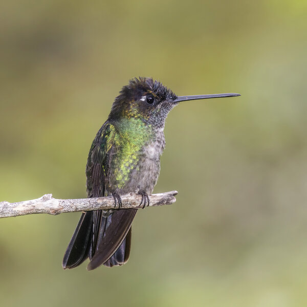 Talamanca hummingbird