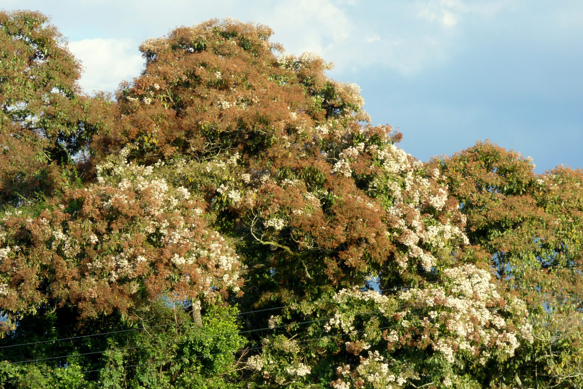 Mature laurel tree crown in full bloom showing masses of white flowers and rusty-brown seed heads