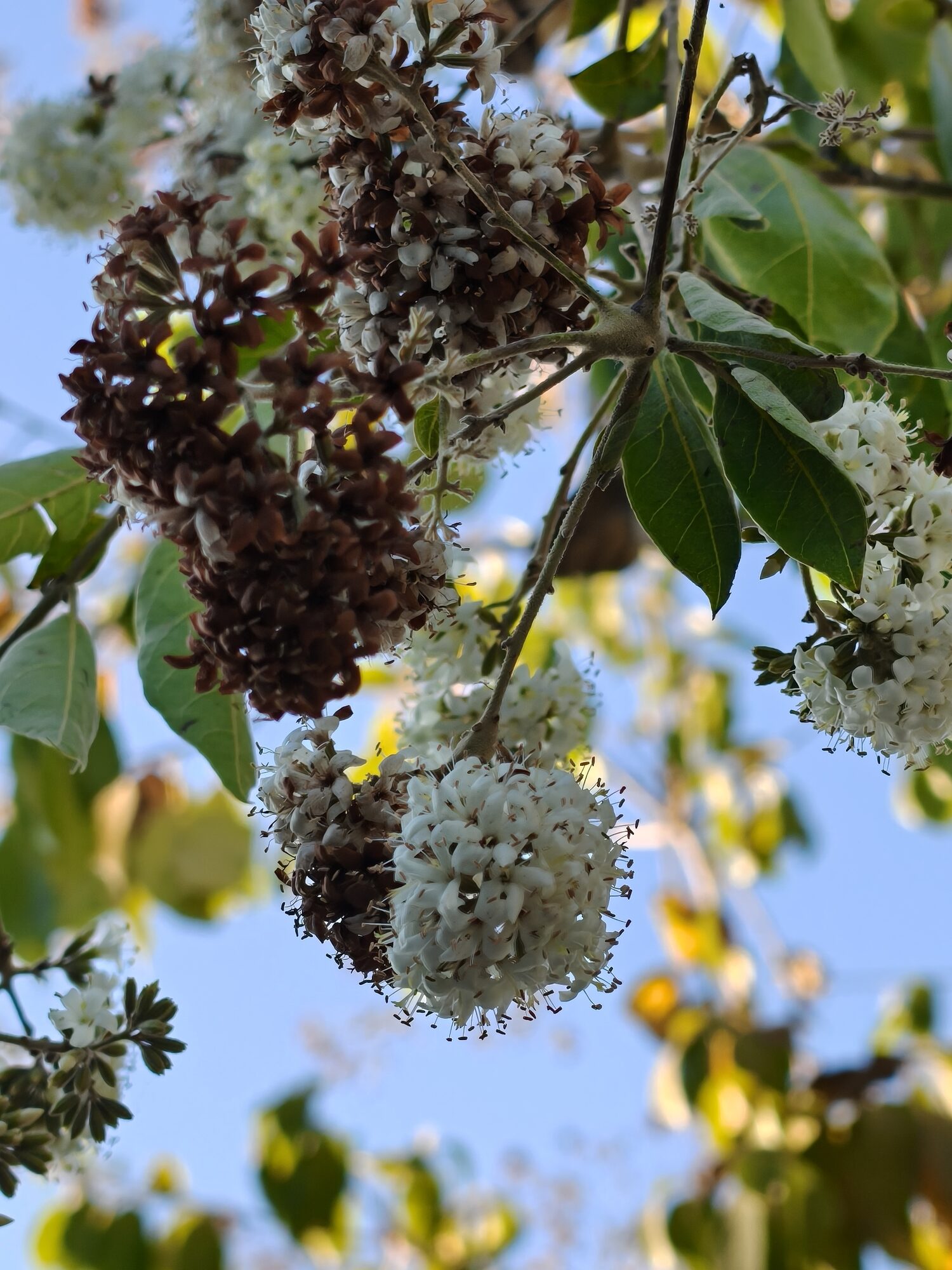 Laurel flower clusters showing white blooms and developing brown fruits