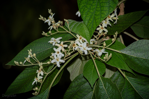 Cordia alliodora white flowers close-up showing five-lobed corollas