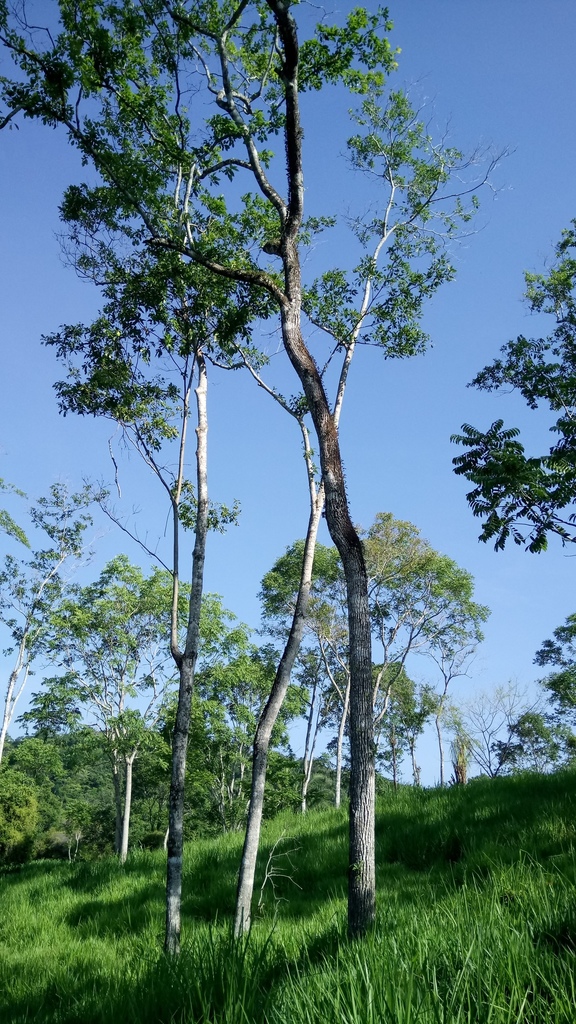 Laurel tree showing characteristic tall straight trunk and open crown