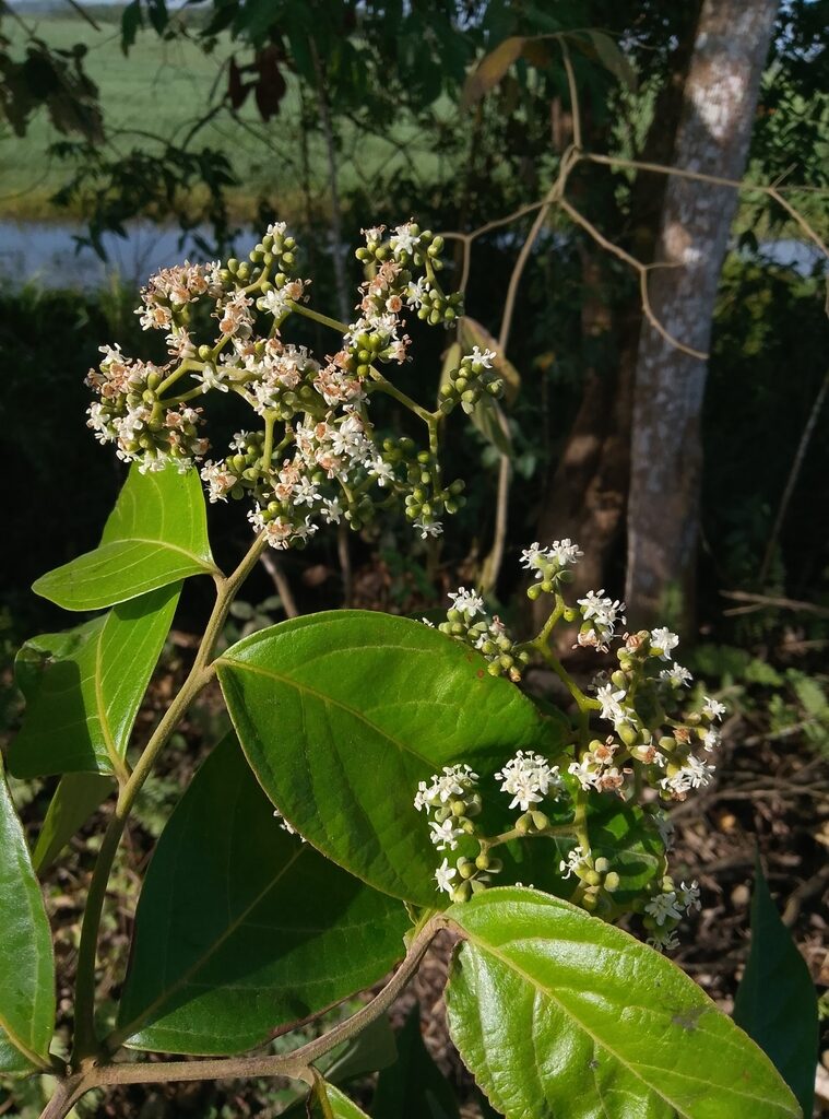 Cordia bicolor white flower clusters
