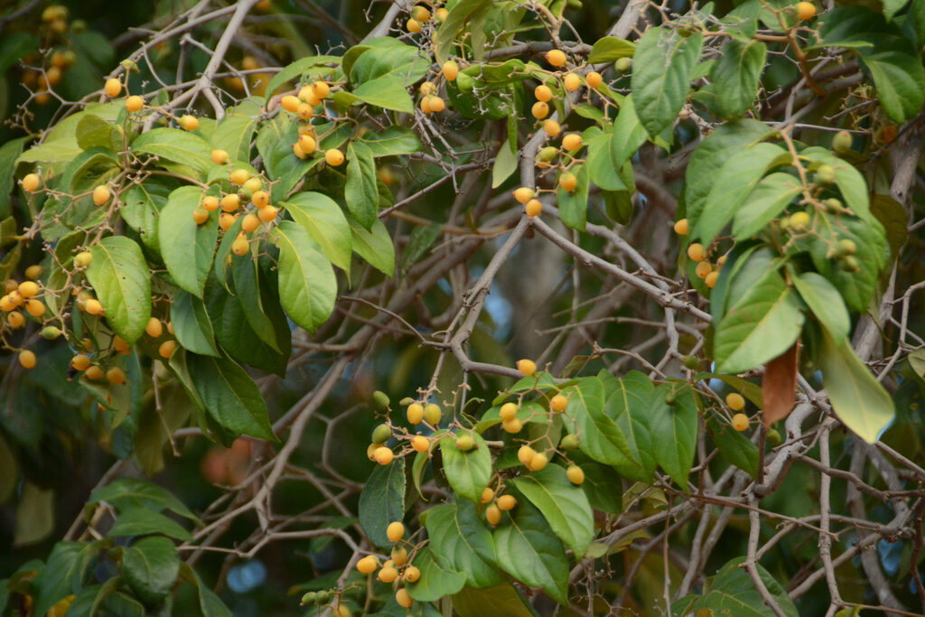 Cordia bicolor yellow fruits on branches