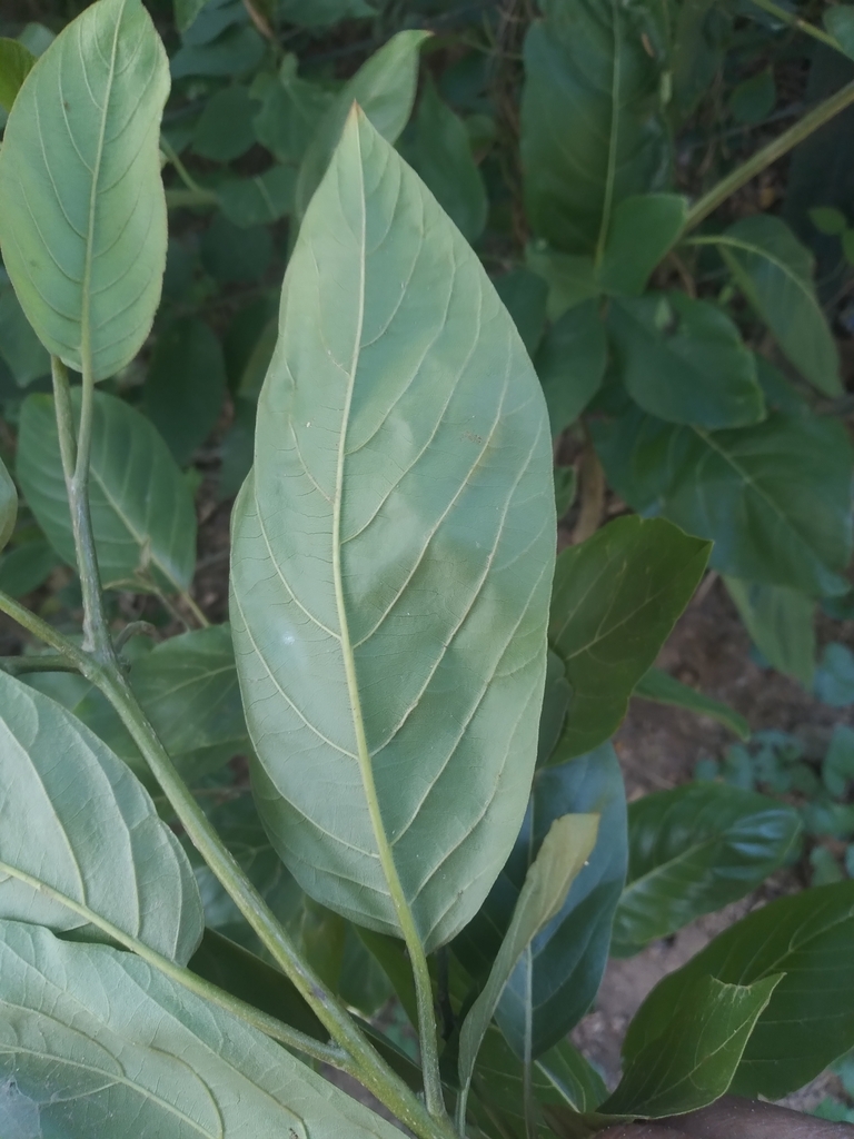 Cordia bicolor leaf showing pale whitish underside