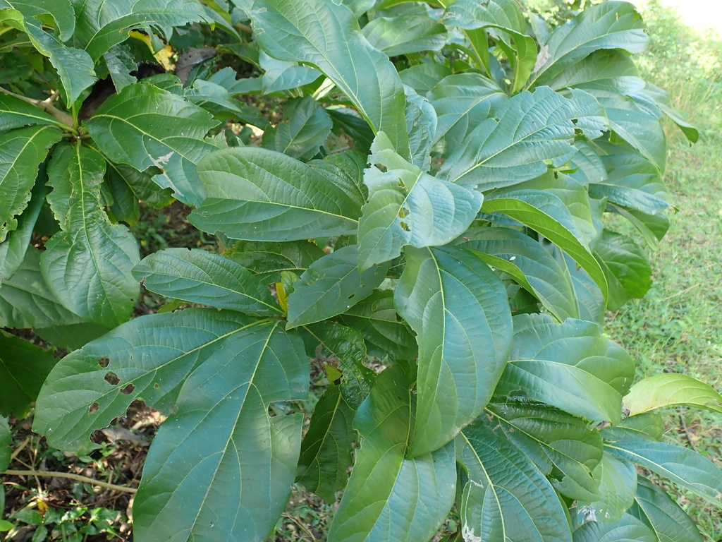 Muñeco foliage showing thick elliptical leaves