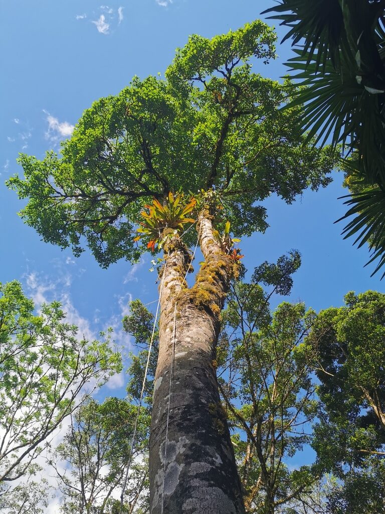 Muñeco trunk showing tall whitish bark with epiphytes