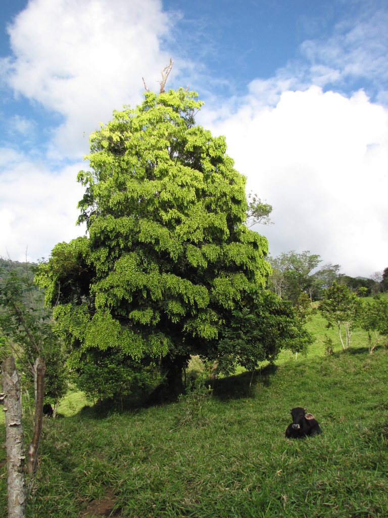 Full tree habit of Cordia megalantha in pasture