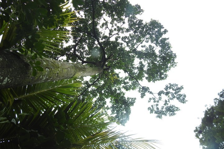 Looking up the trunk of a Cordia megalantha into the canopy