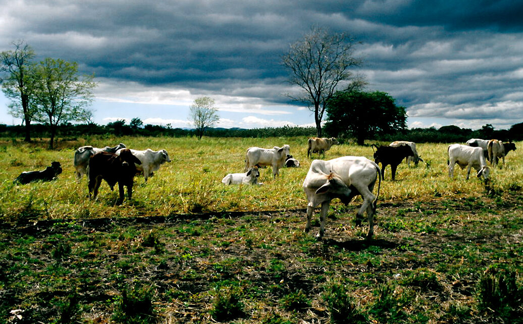 Zebu cattle grazing in Guanacaste, Costa Rica