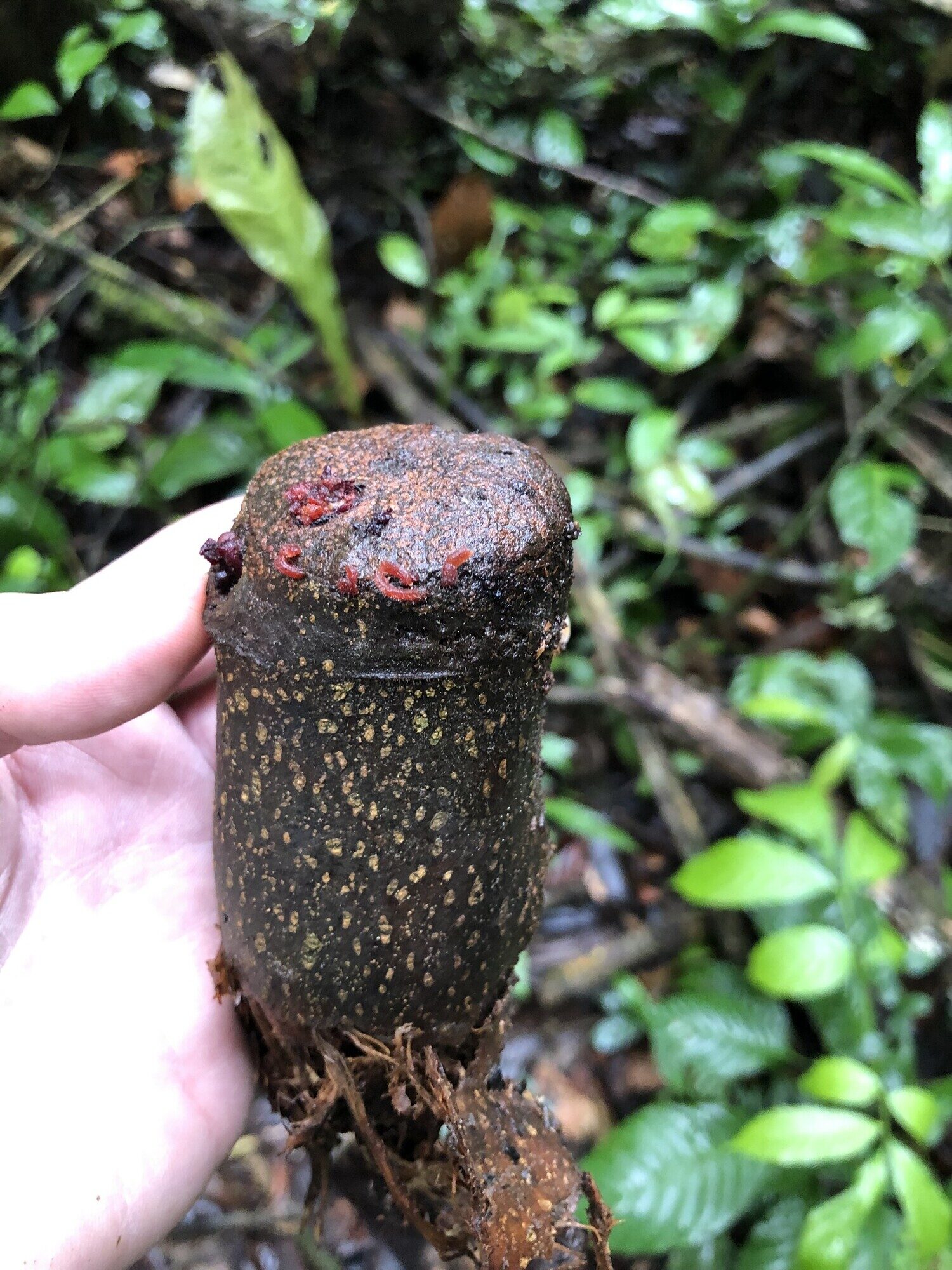 Couratari guianensis mature fruit