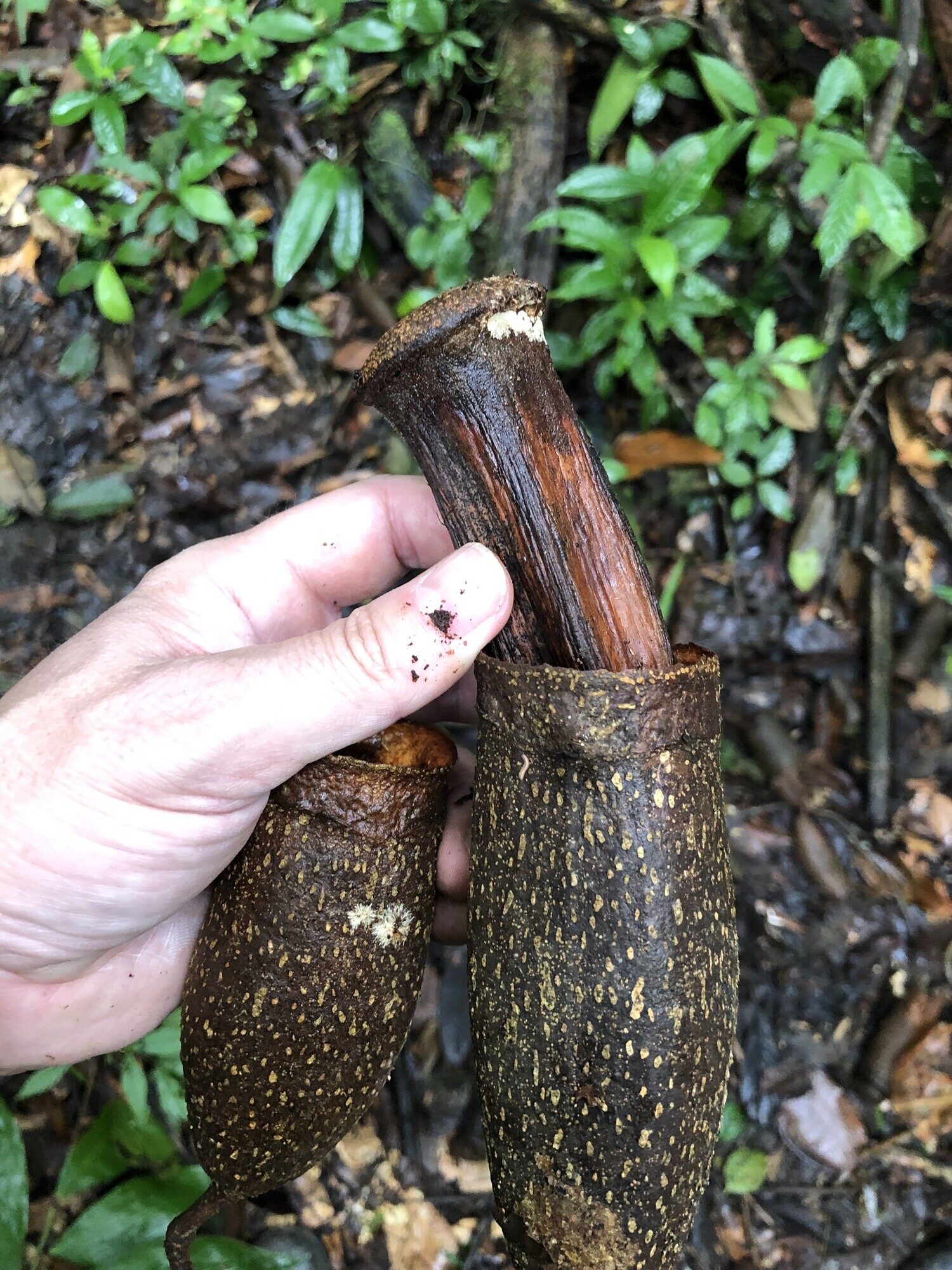 Couratari guianensis pyxidia showing internal structure