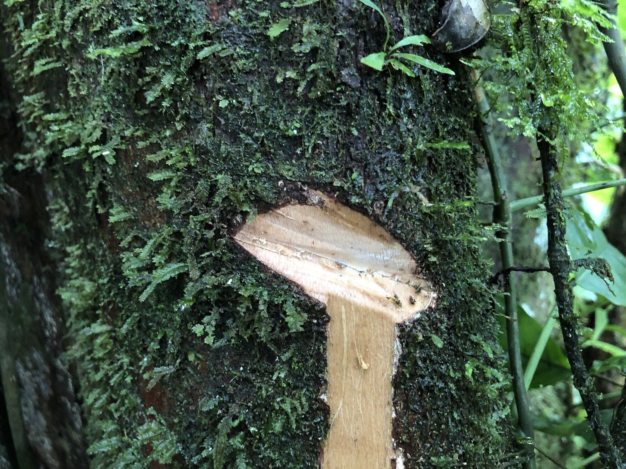 Couratari guianensis bark slash showing pinkish inner bark