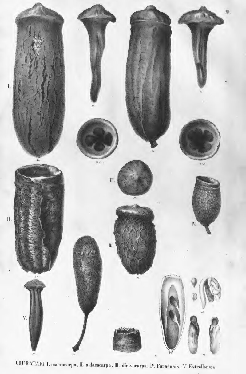 Flora Brasiliensis plate
