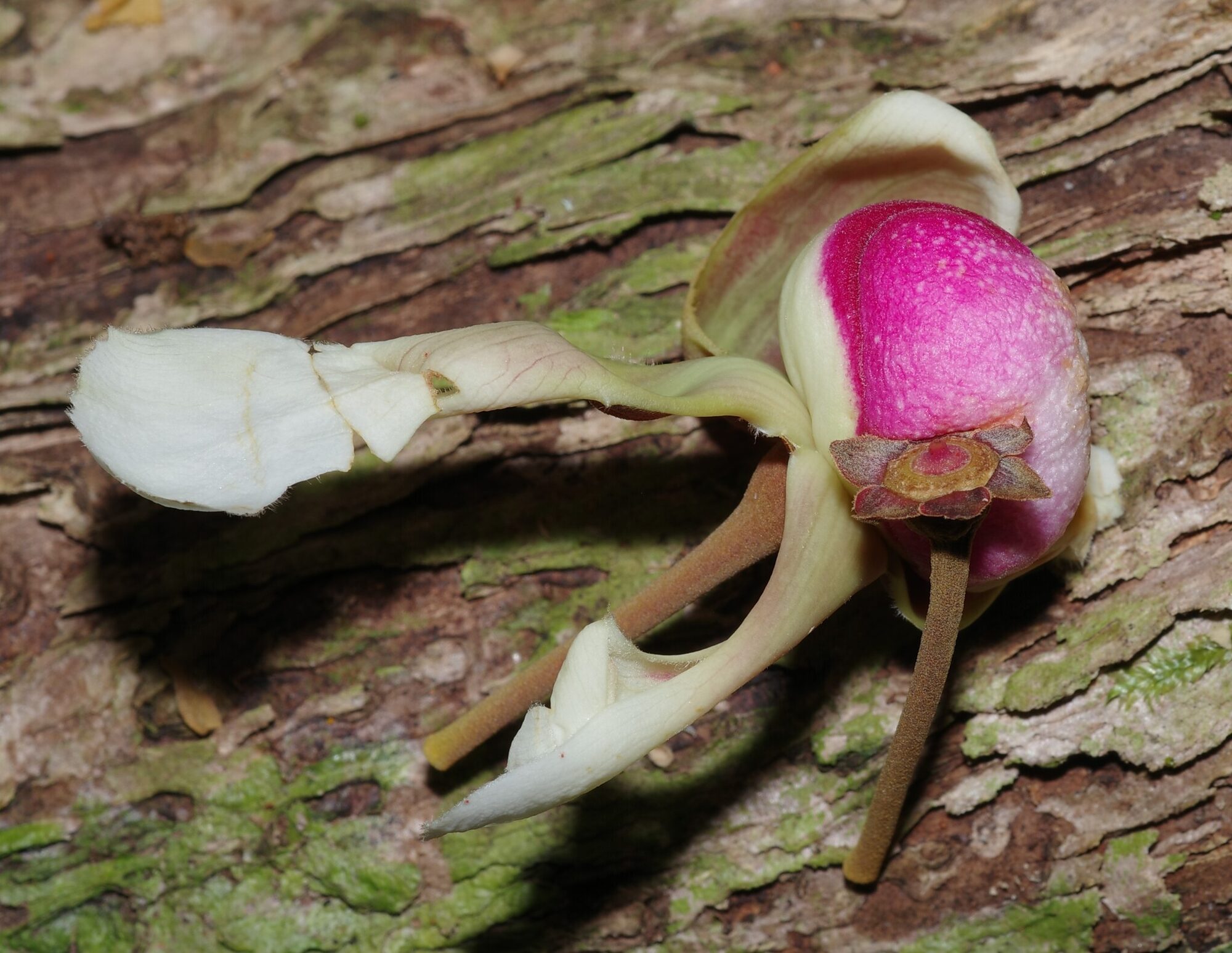 Couratari guianensis flower showing smooth purple androecial hood