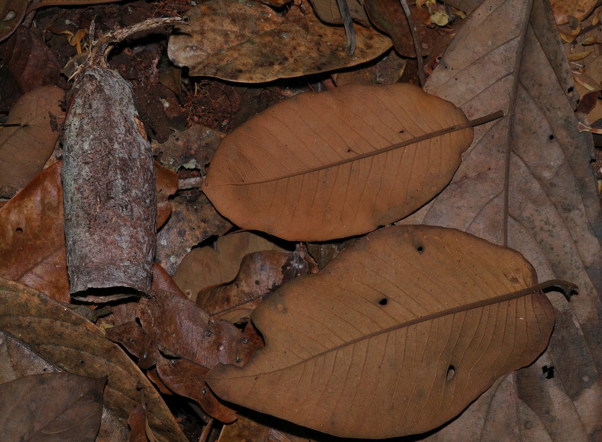Couratari guianensis leaves showing elliptic shape and prominent venation