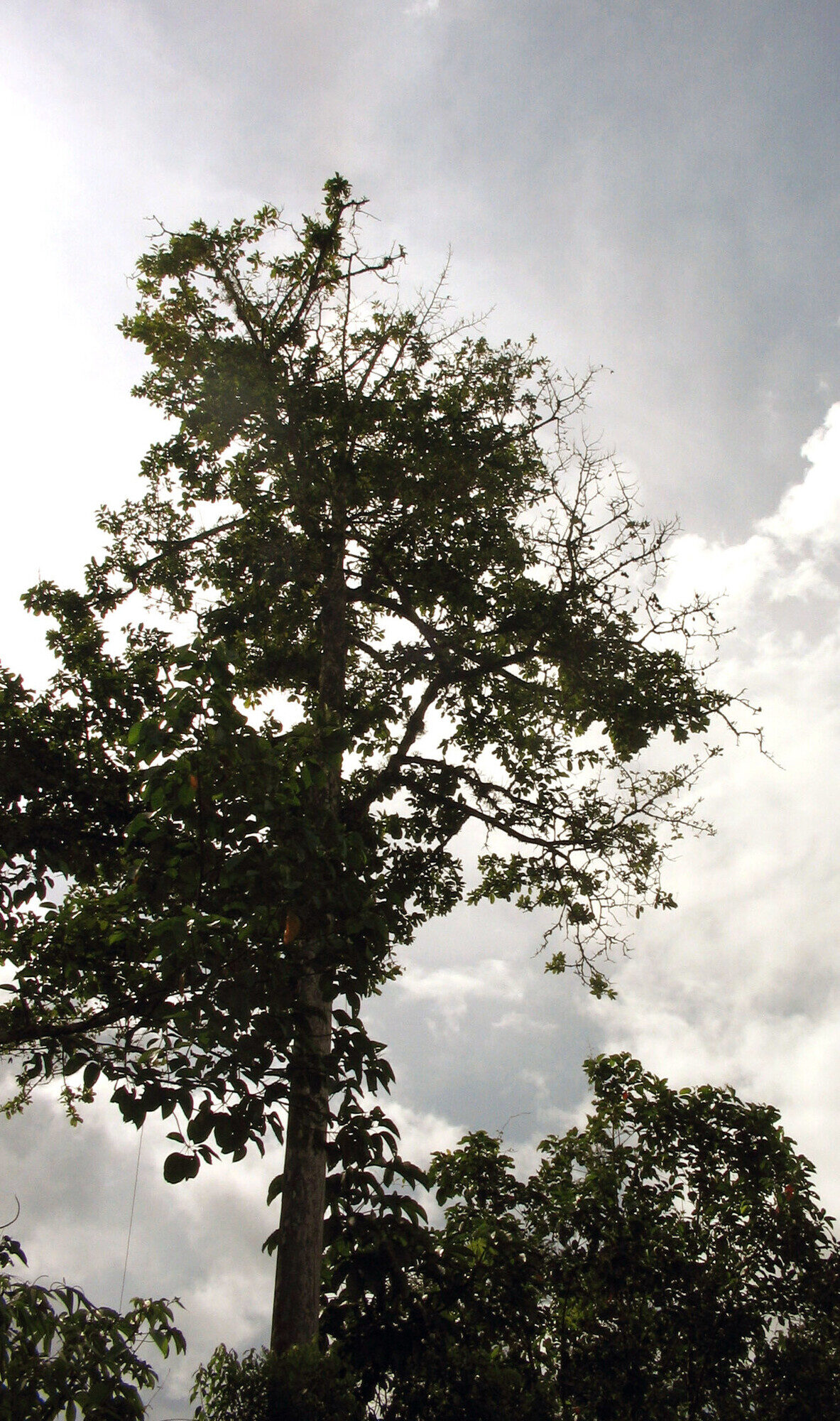 Couratari guianensis emergent tree