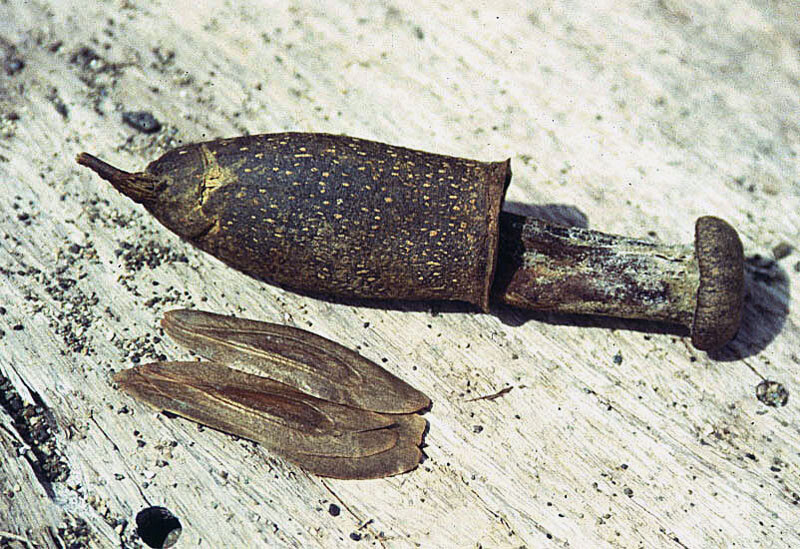Couratari guianensis pyxidium and winged seeds