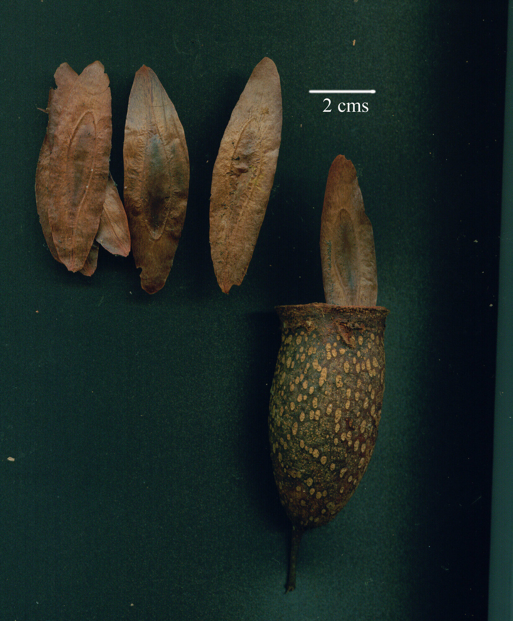 Couratari guianensis fruits and seeds