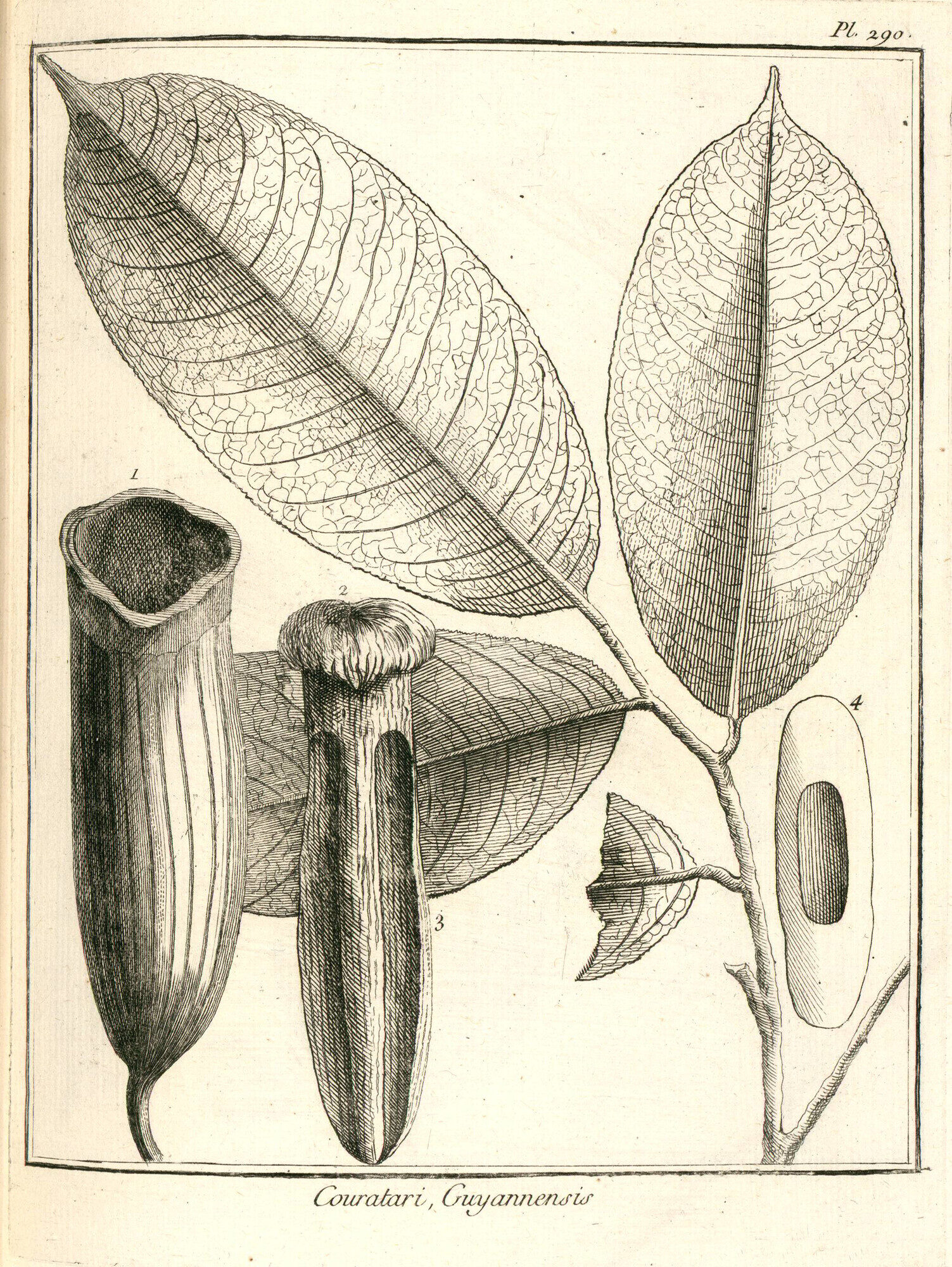 Aublet original plate 290