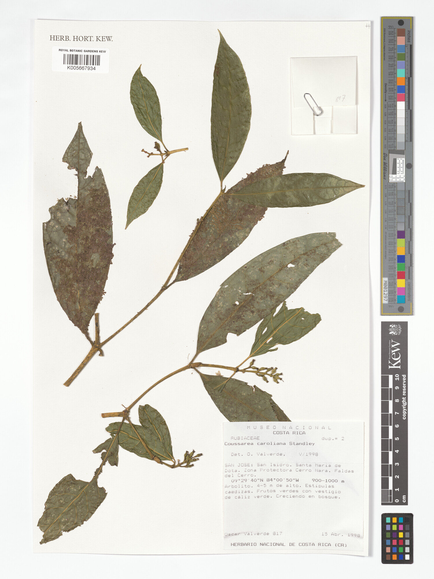 Kew herbarium specimen of Coussarea caroliana