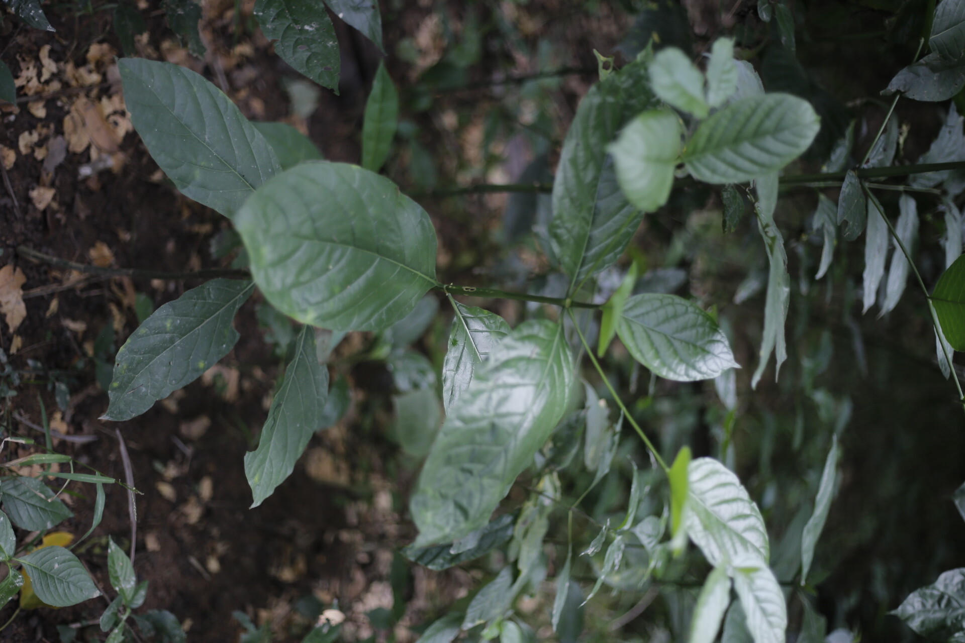Coussarea caroliana foliage in its forest understory habitat