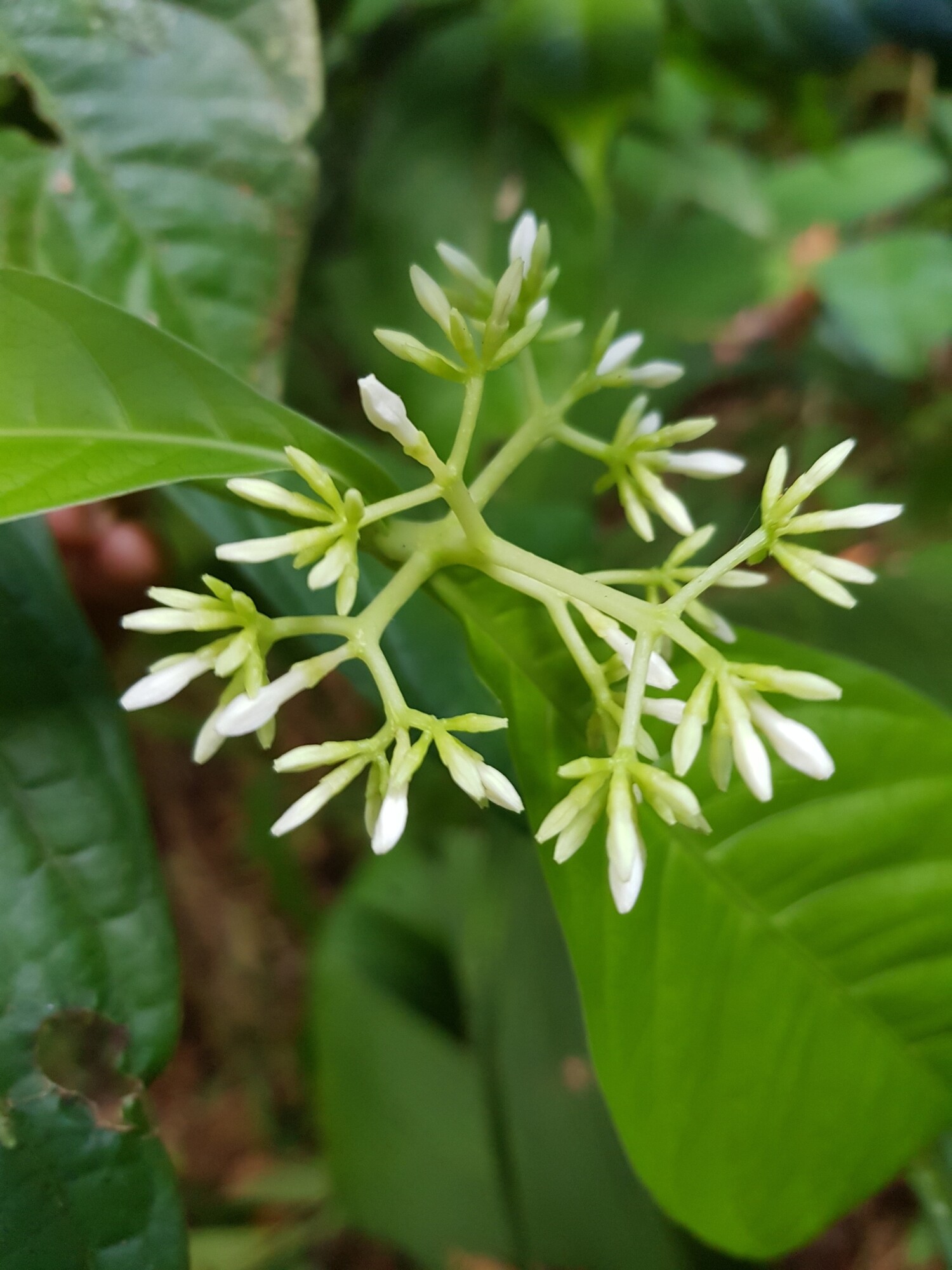 Field photo of Coussarea loftonii flowers