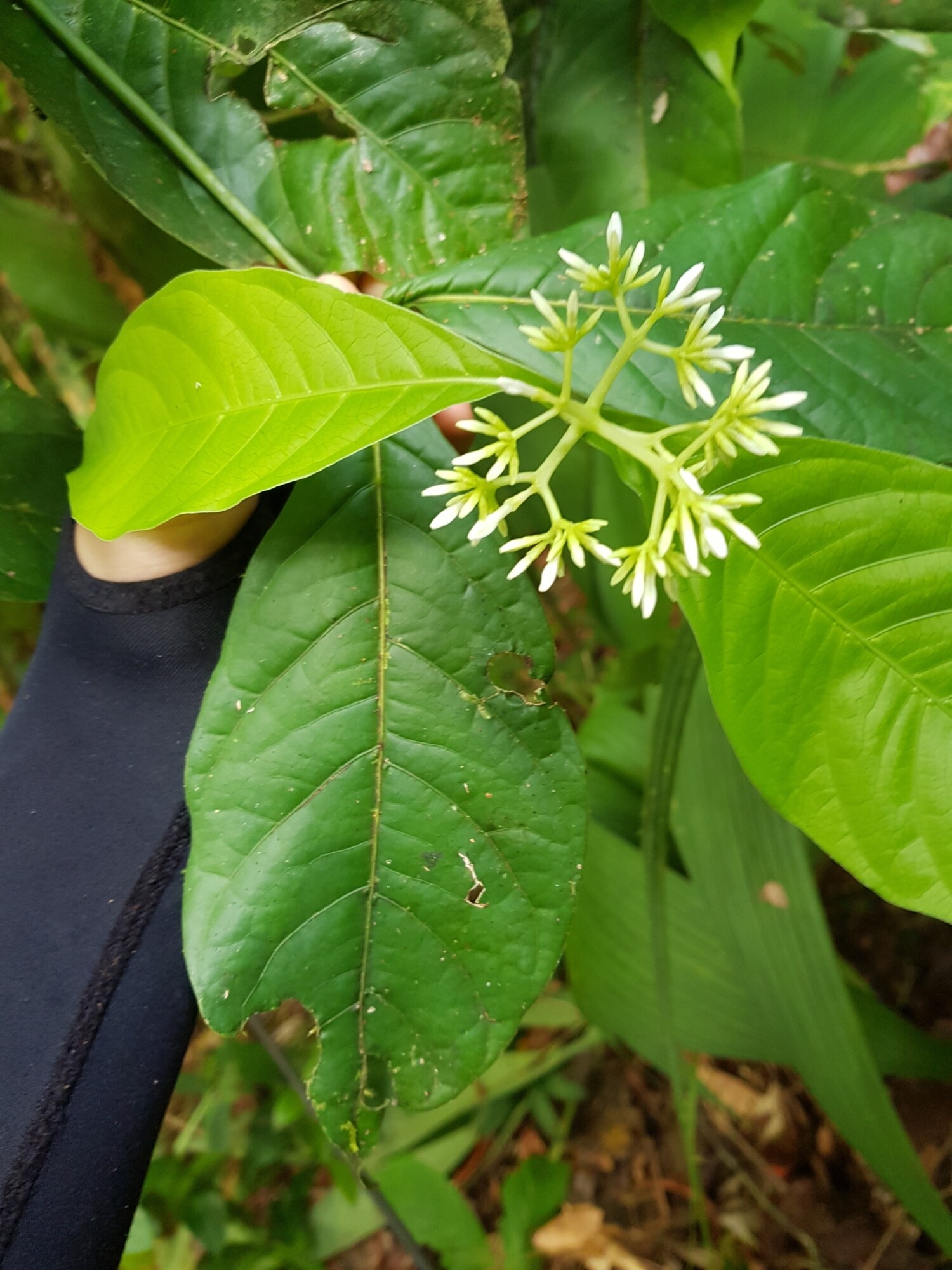 Field photo of Coussarea loftonii leaves and stem