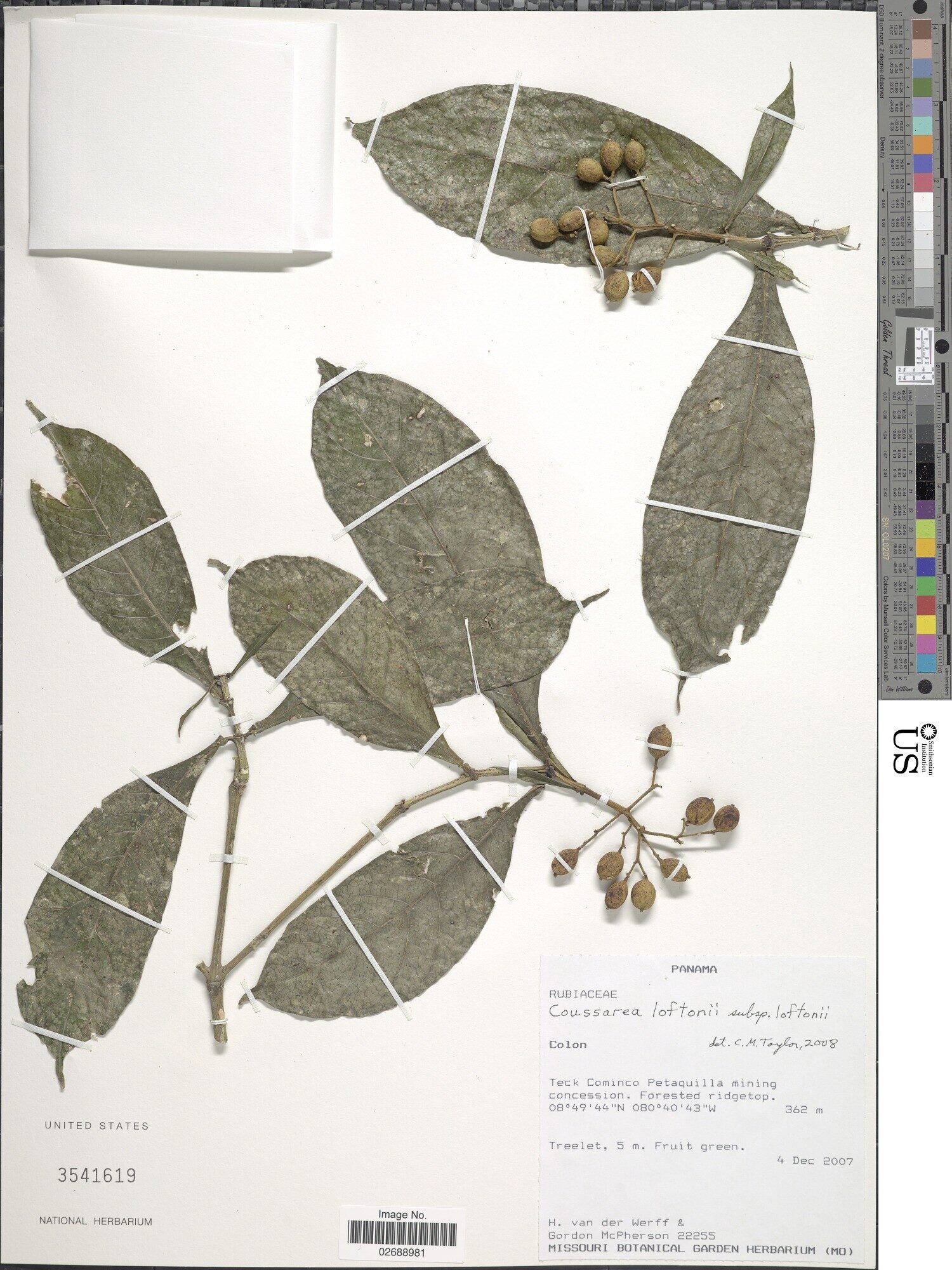 Herbarium specimen of Coussarea loftonii