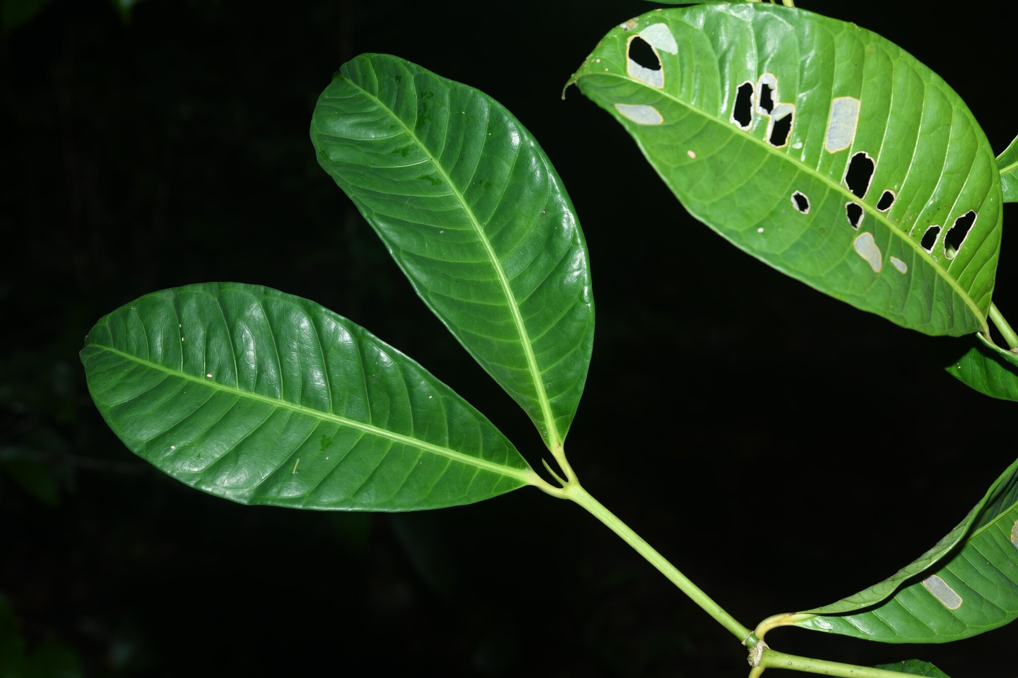 Opposite leaves of Coussarea paniculata showing prominent parallel venation