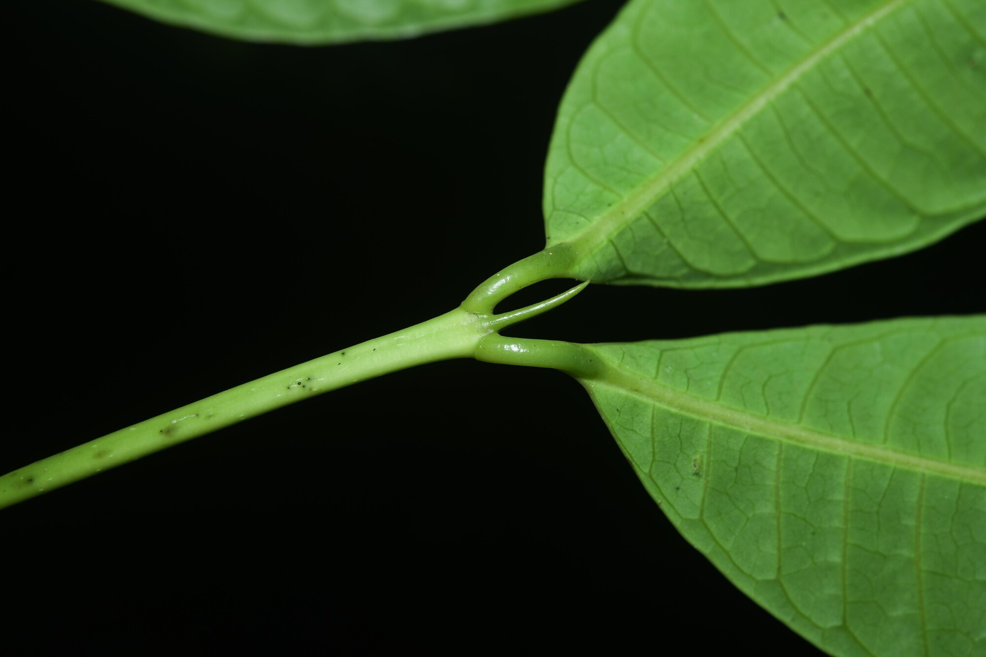 Node detail showing interpetiolar stipule of Coussarea paniculata
