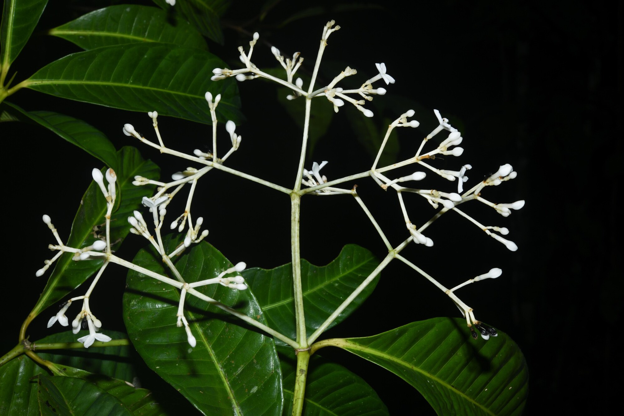 Paniculate inflorescence of Coussarea paniculata with white tubular flowers