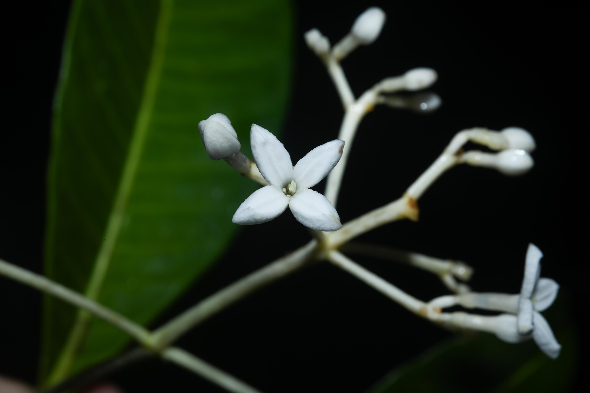 Open flower of Coussarea paniculata showing four white petals