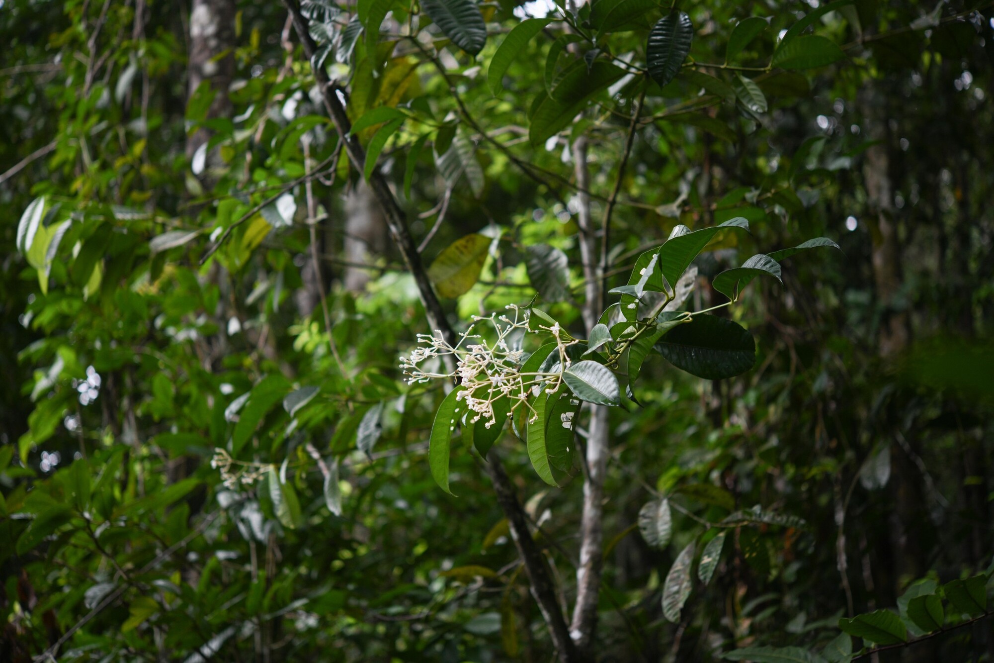 Coussarea paniculata in its forest understory habitat