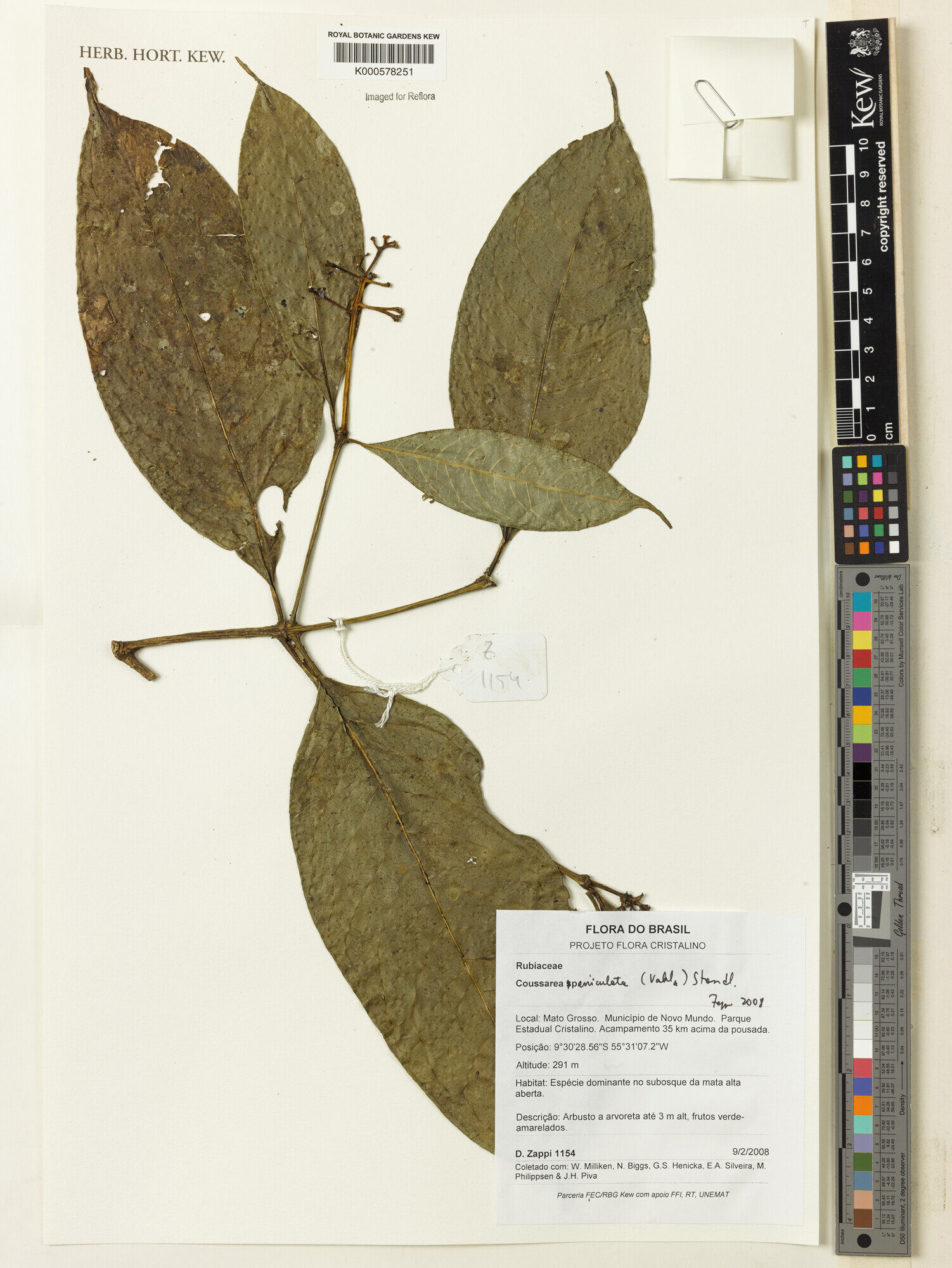 Kew herbarium specimen of Coussarea paniculata from Brazil