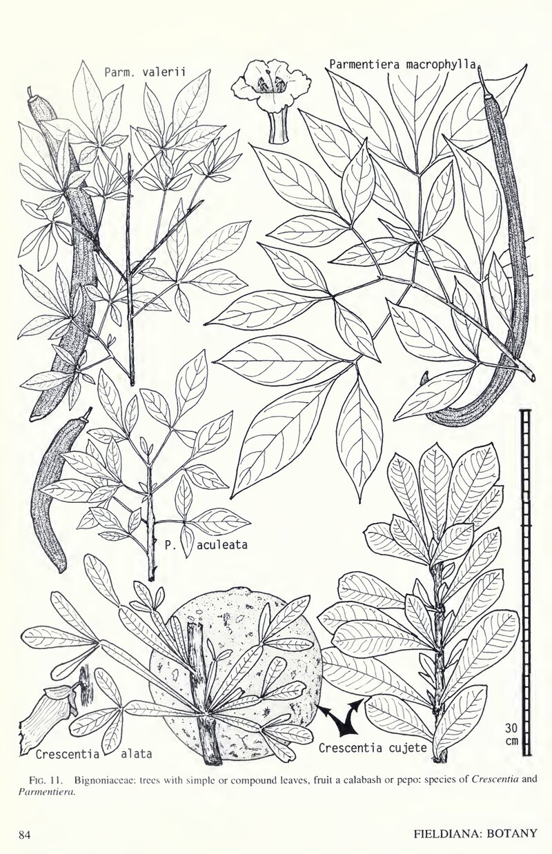 Flora Costaricensis botanical illustration comparing Crescentia species
