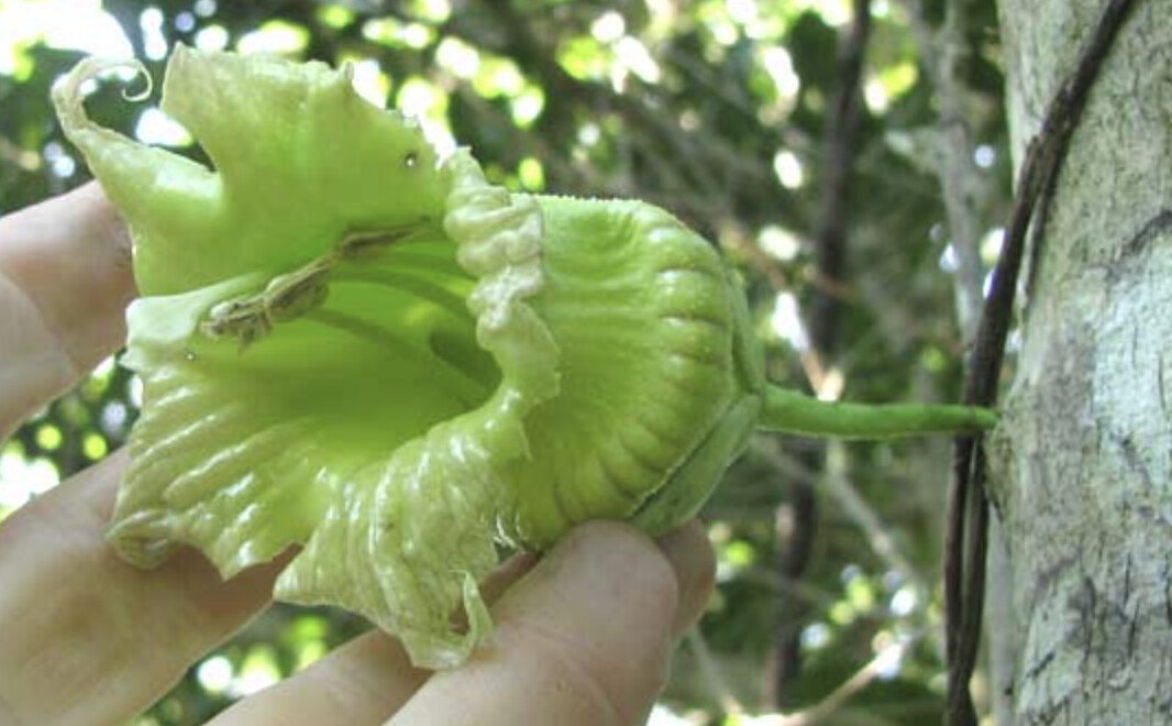 Close-up of calabash flower showing corolla structure
