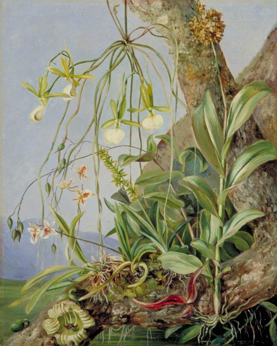 Marianne North painting of orchids growing on a calabash tree branch in Jamaica