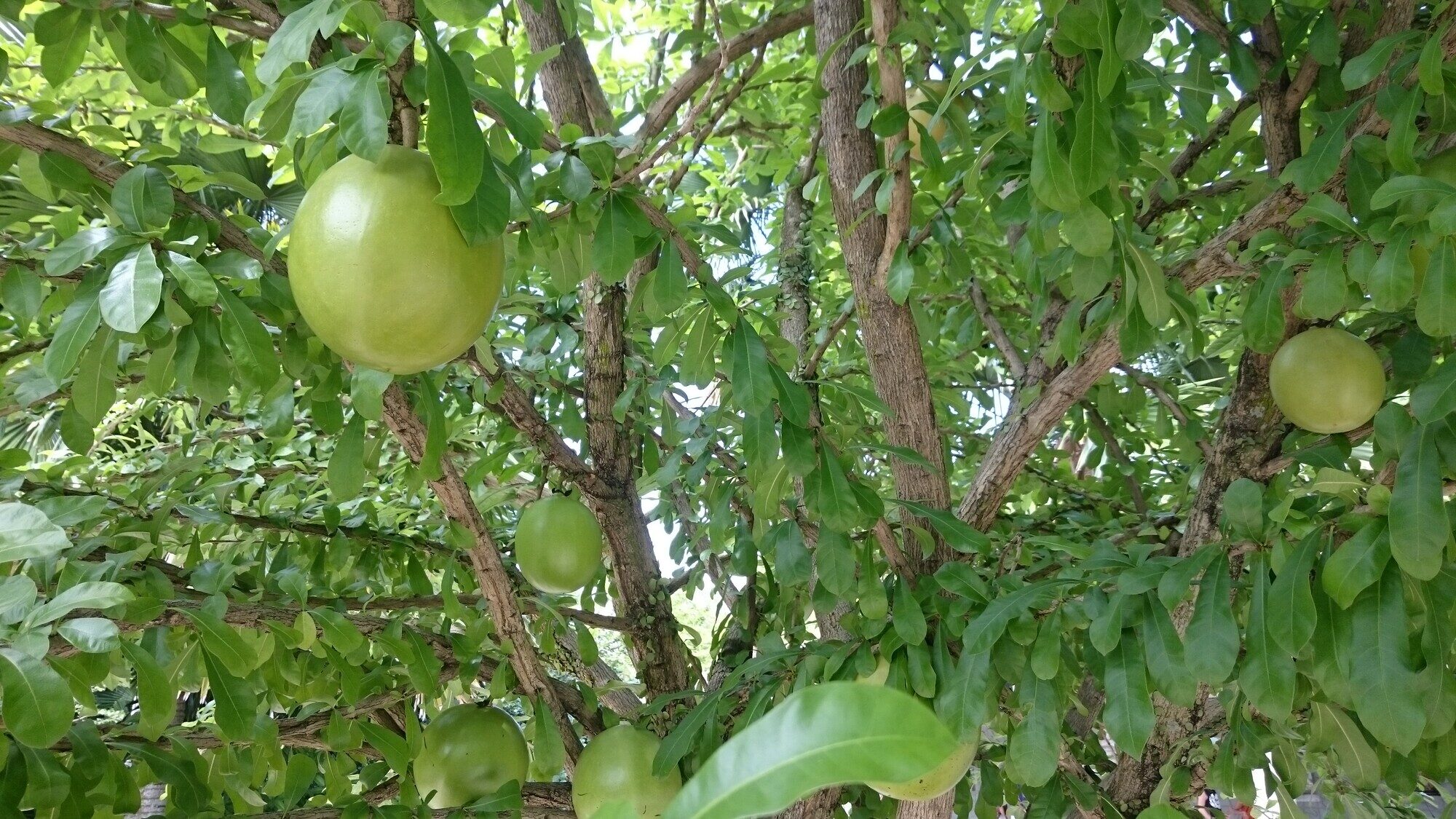 Calabash tree with characteristic gourd-like fruits hanging from branches