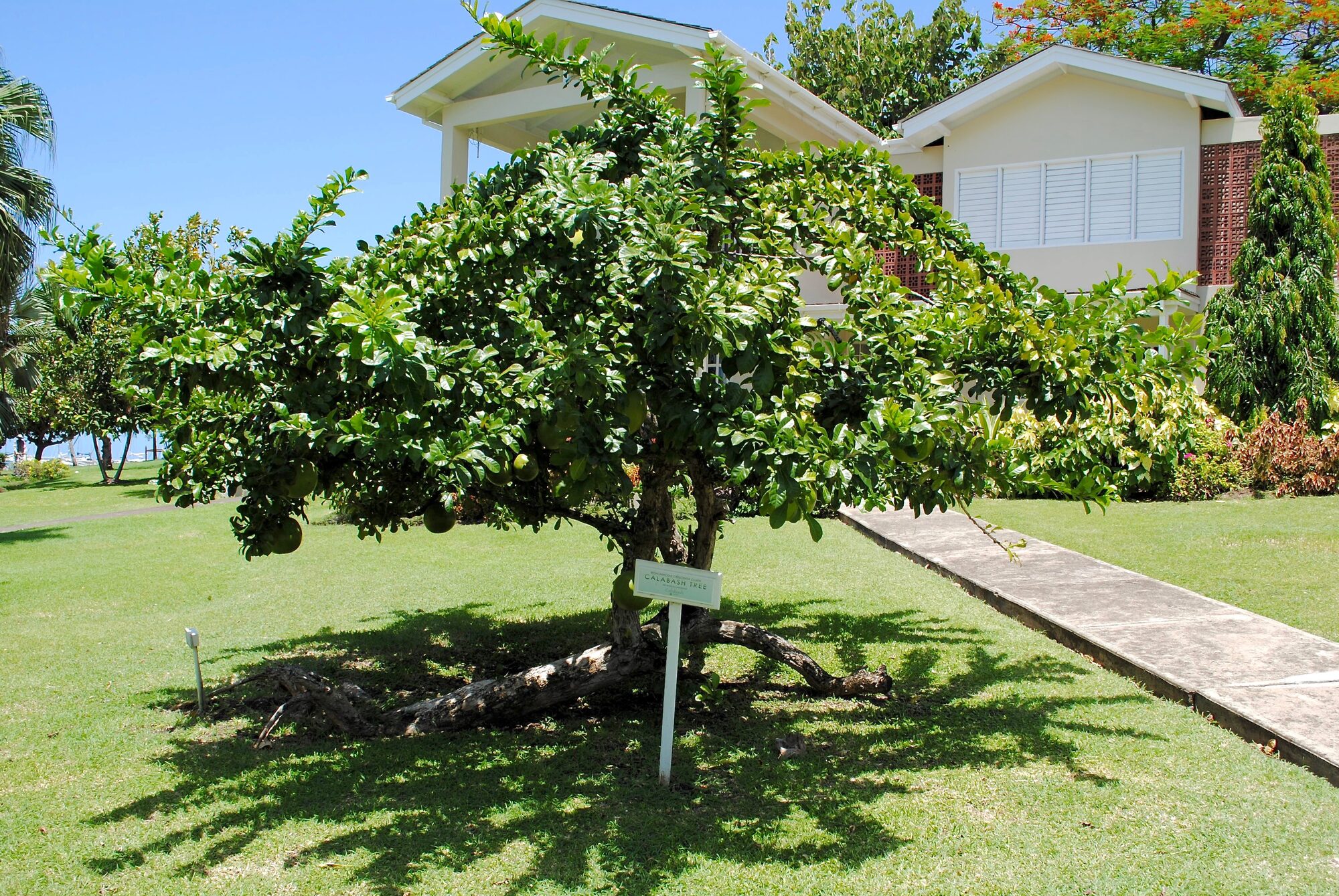 Calabash tree showing characteristic spreading crown and hanging fruits in Grenada