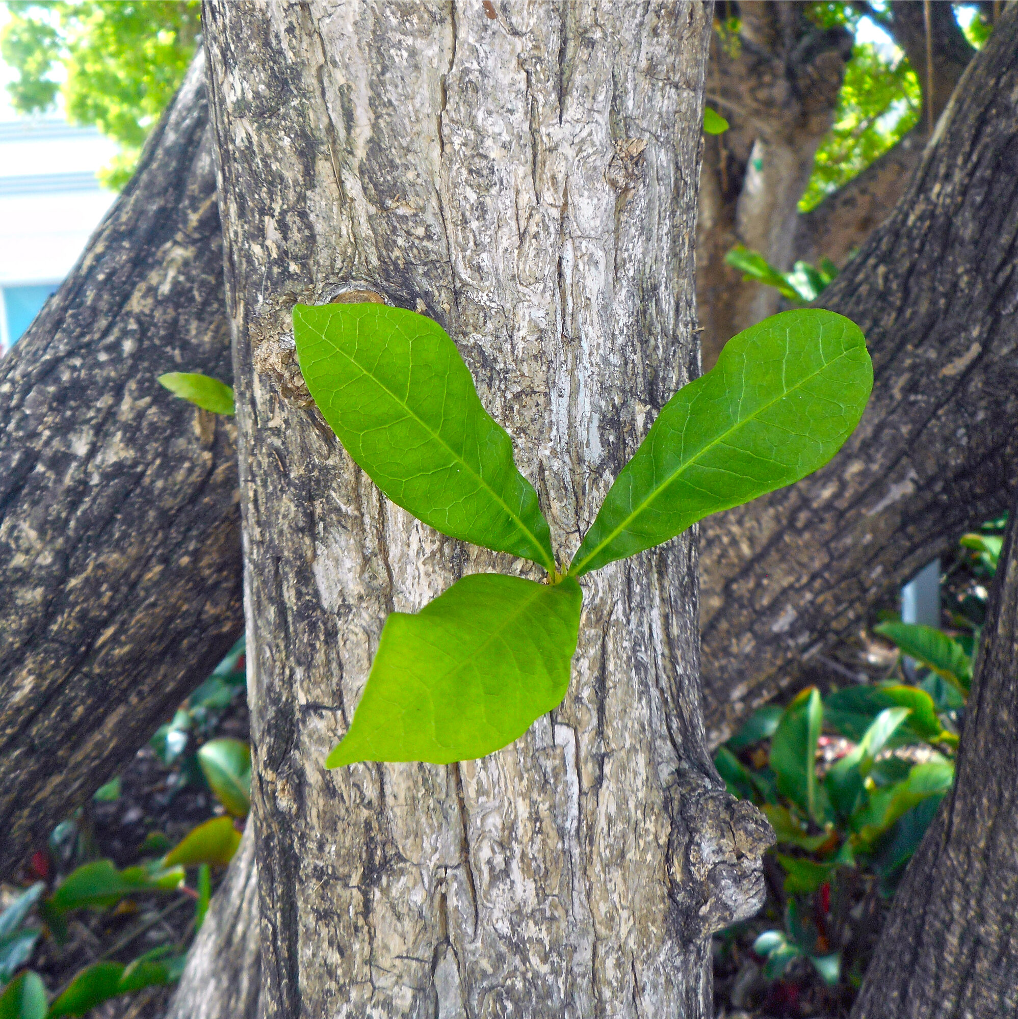 Fasciculate leaves of calabash tree emerging from a thickened node on the trunk