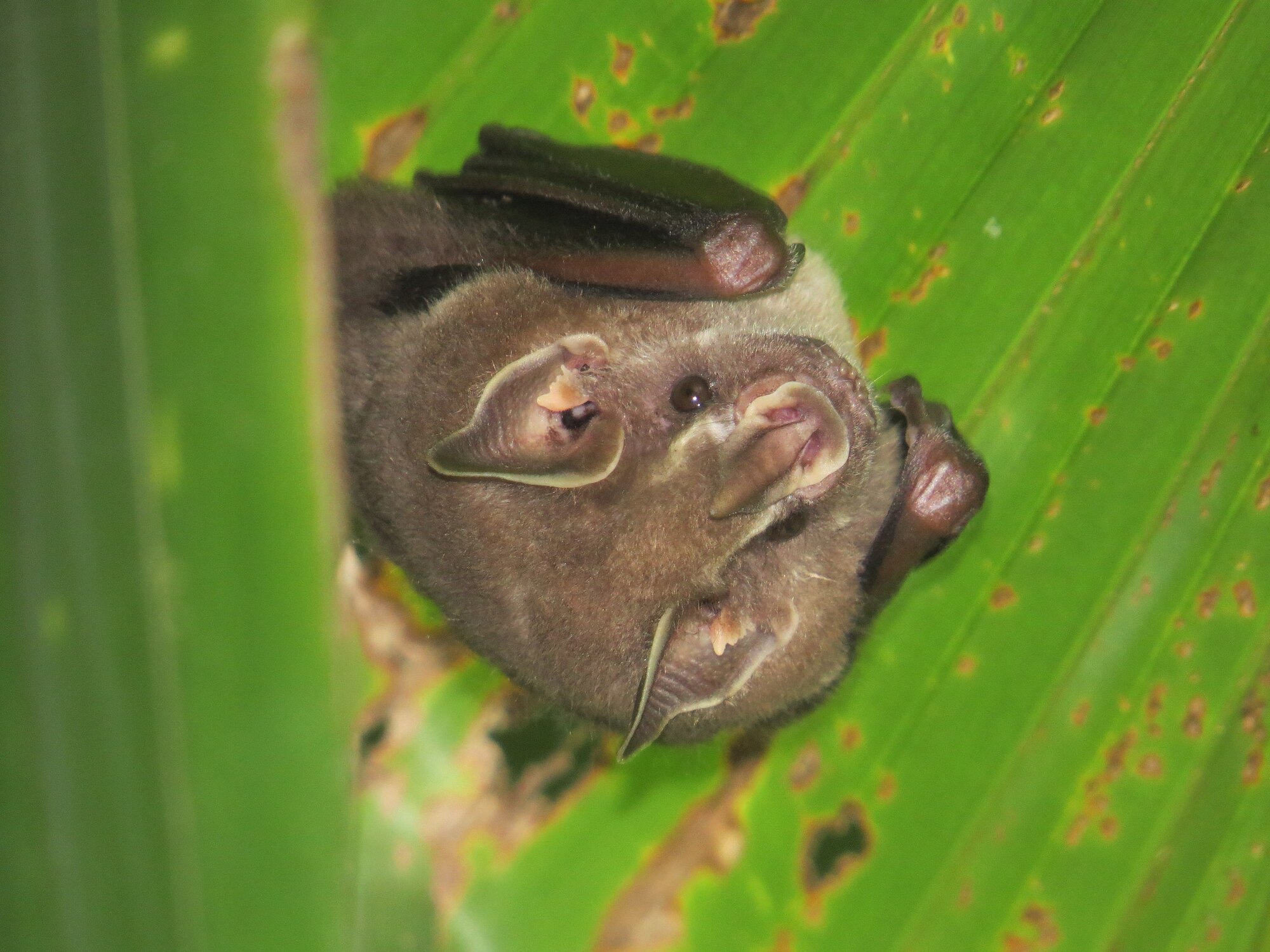 Dermanura watsoni frugivorous bat, a key seed disperser in Costa Rican forests