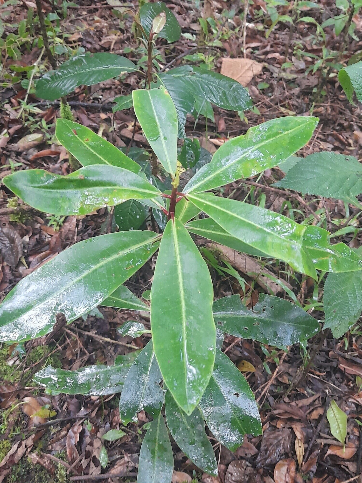 Young Drimys granadensis plant showing spiral leaf arrangement and wet leaves