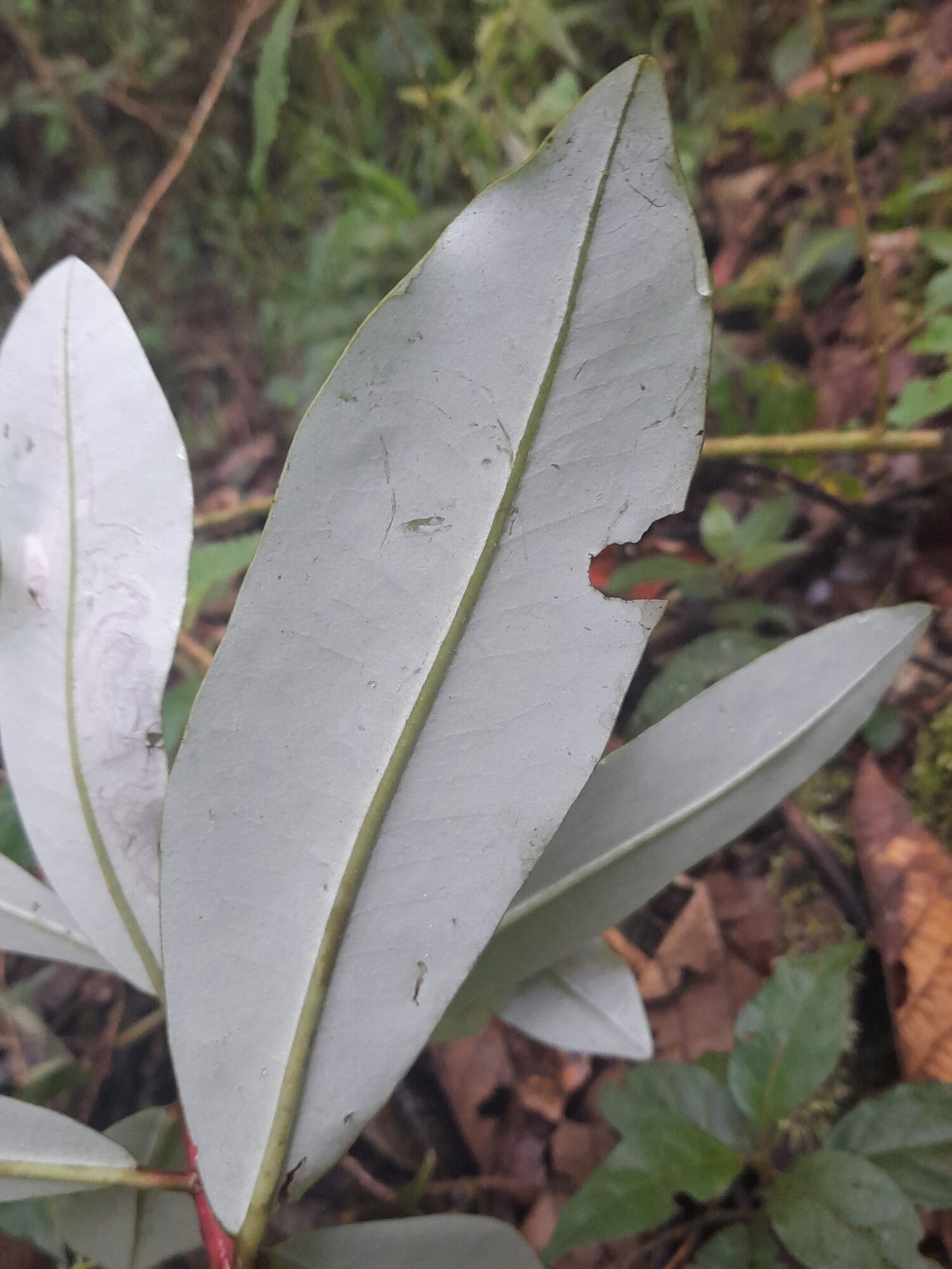 Leaf underside of Drimys granadensis showing pale glaucous color