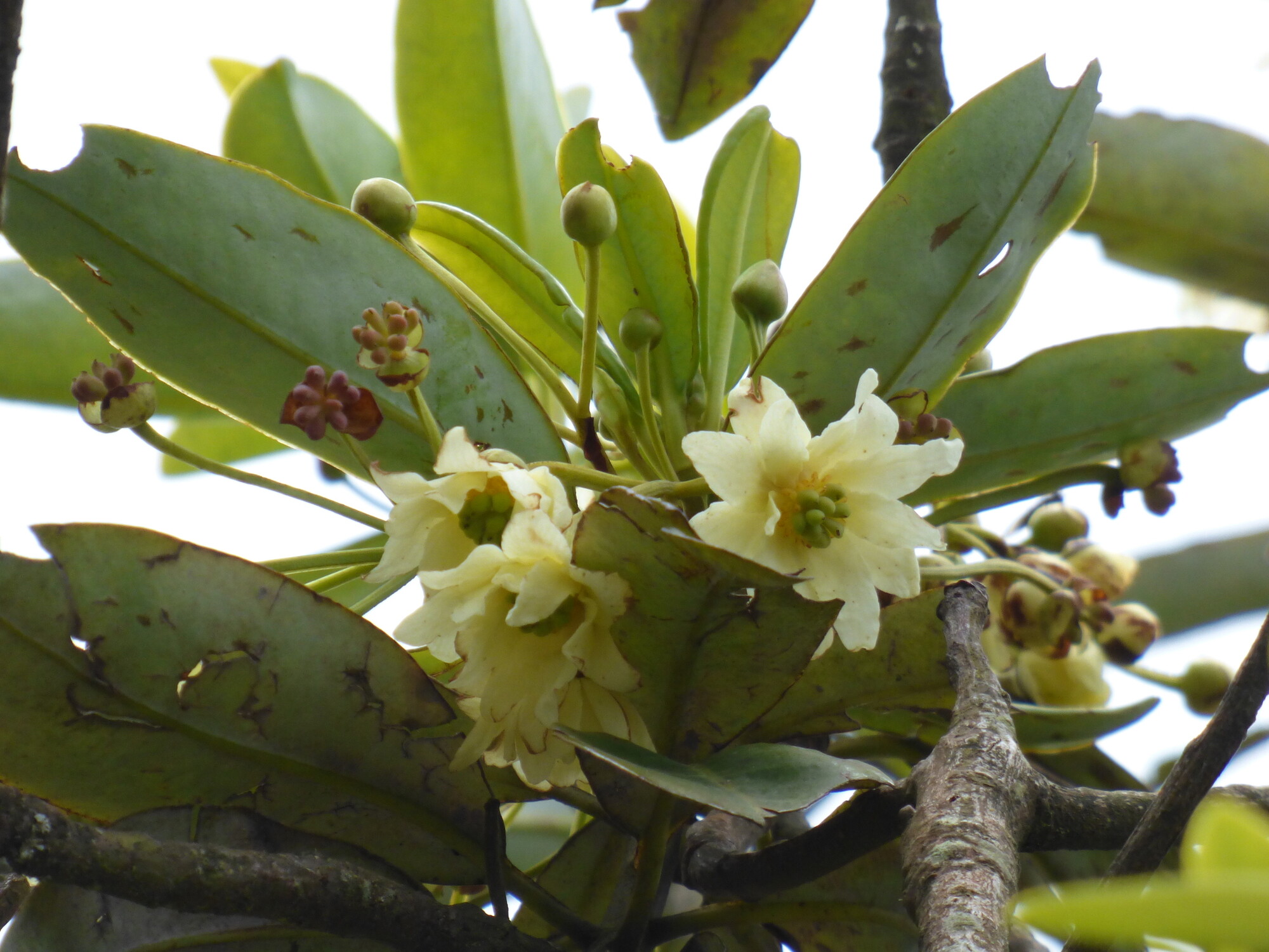 Flowering branch of Drimys granadensis showing white flowers, buds, and leathery leaves