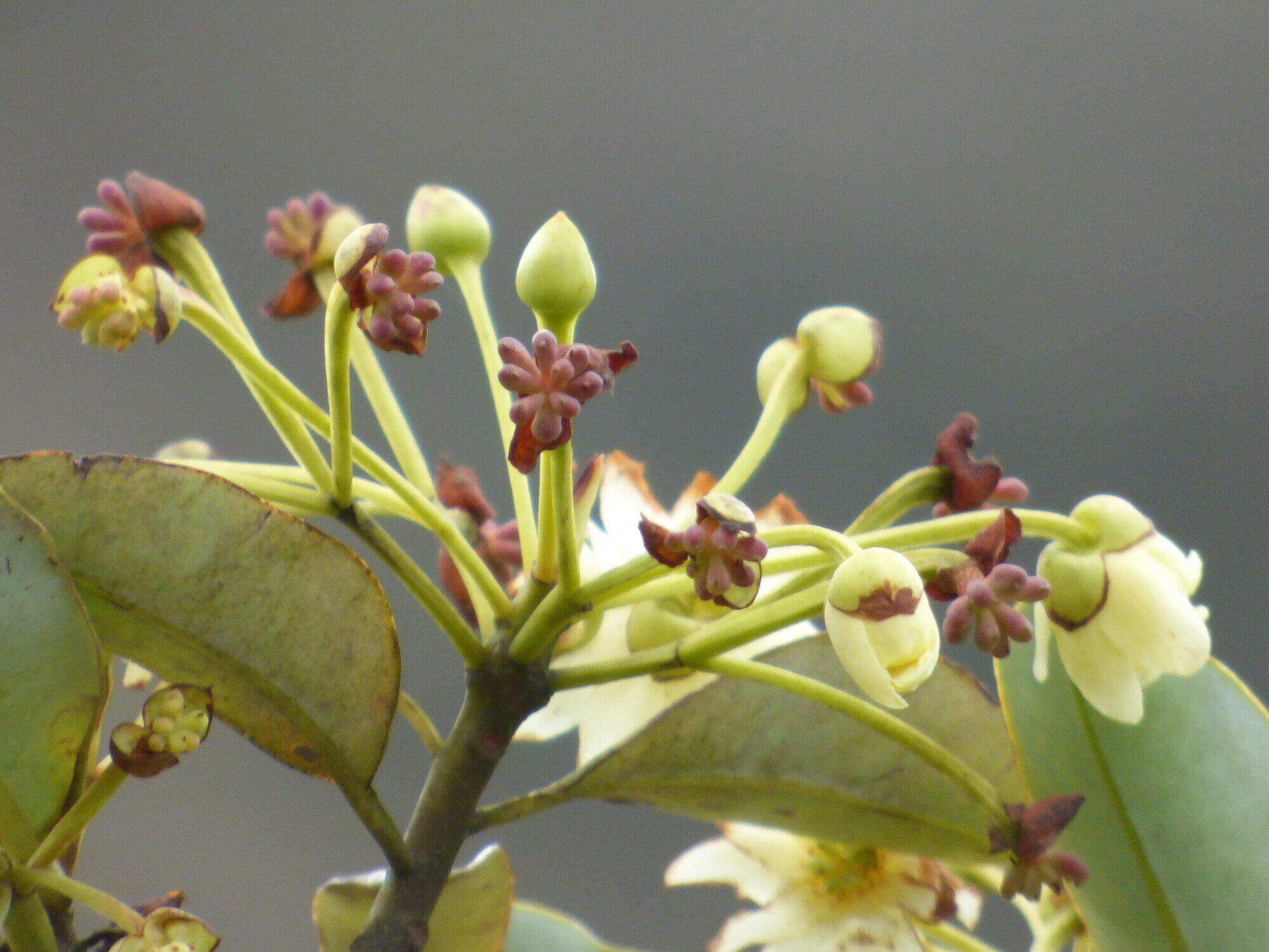 Developing fruits and buds of Drimys granadensis