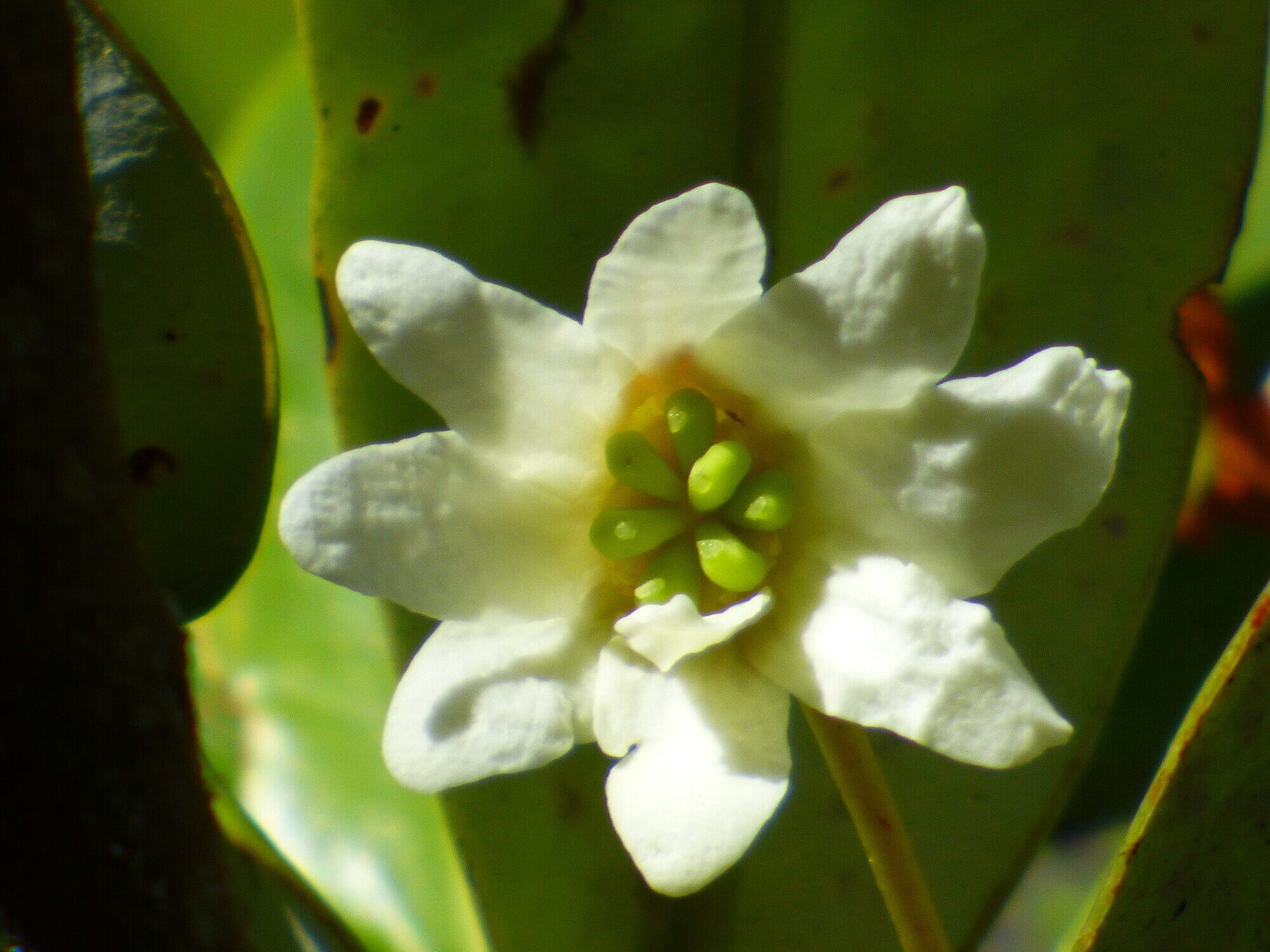 Single white flower of Drimys granadensis showing green carpels and white petals